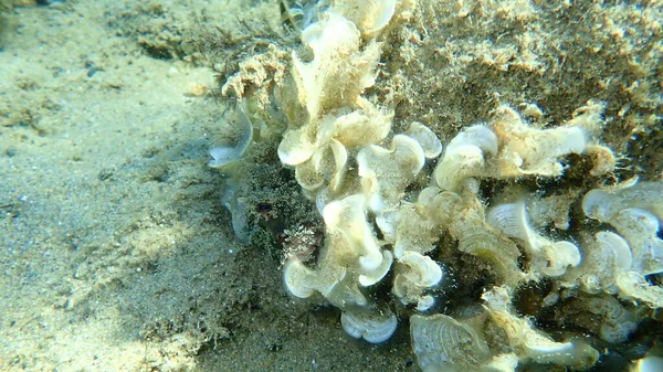 Polvo Comum Octopus Vulgaris Caça Mar Egeu Grécia Halkidiki — Fotografia de Stock