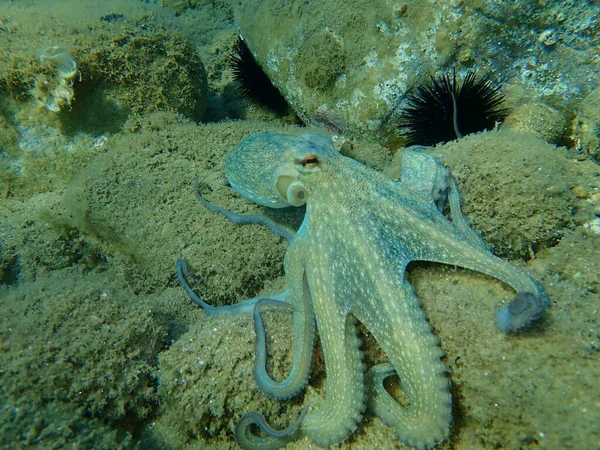 Caza Común Pulpo Octopus Vulgaris Mar Egeo Grecia Halkidiki —  Fotos de Stock