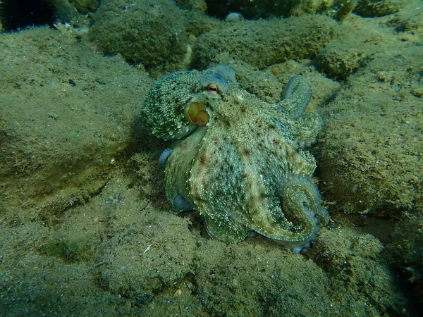 Genel ahtapot (Octopus vulgaris) avı, Ege Denizi, Yunanistan, Halkidiki