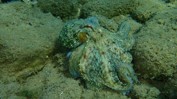 Поширений Восьминіг Octopus Vulgaris Полювання Егейське Море Греція Халкідікі — стокове фото