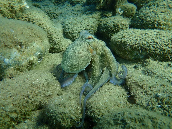 Κοινό Κυνήγι Χταποδιού Octopus Vulgaris Αιγαίο Ελλάδα Χαλκιδική — Φωτογραφία Αρχείου