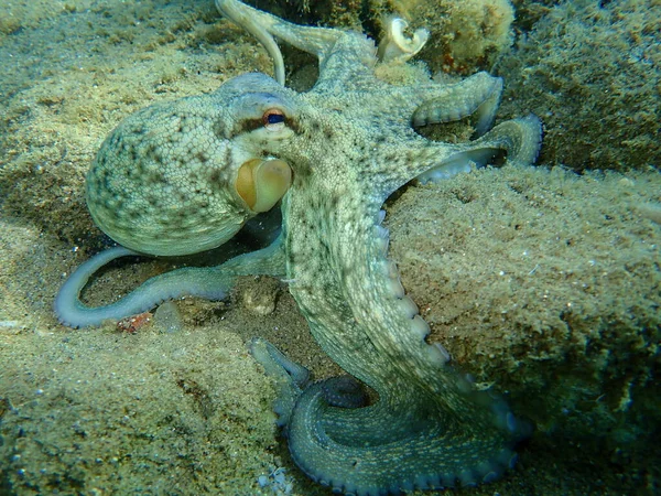 Közönséges Polip Octopus Vulgaris Vadászat Égei Tenger Görögország Halkidiki — Stock Fotó