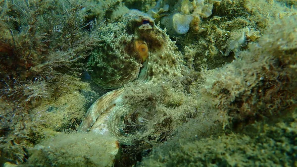 Polvo Comum Octopus Vulgaris Caça Mar Egeu Grécia Halkidiki — Fotografia de Stock