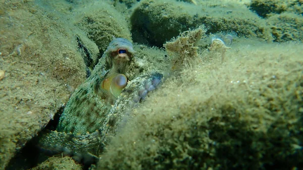 Поширений Восьминіг Octopus Vulgaris Полювання Егейське Море Греція Халкідікі — стокове фото