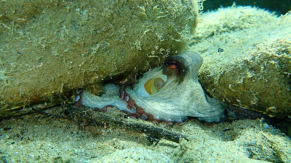 Gewone Octopus Octopus Vulgaris Jacht Egeïsche Zee Griekenland Halkidiki — Stockfoto