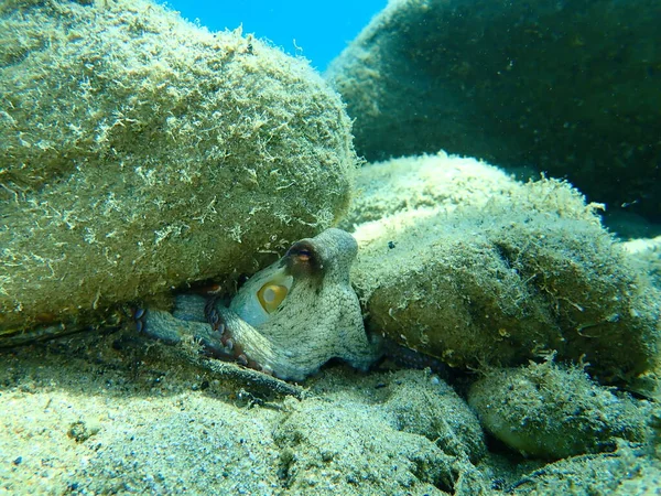 Genel Ahtapot Octopus Vulgaris Avı Ege Denizi Yunanistan Halkidiki — Stok fotoğraf