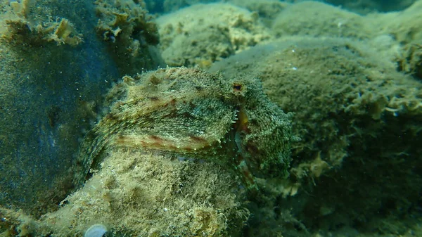 Genel ahtapot (Octopus vulgaris) avı, Ege Denizi, Yunanistan, Halkidiki