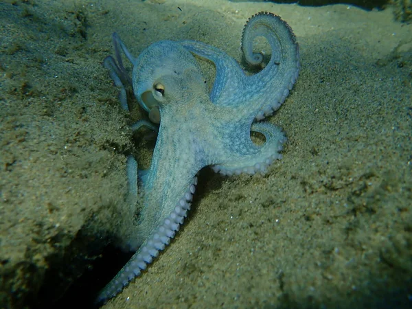 Genel ahtapot (Octopus vulgaris) avı, Ege Denizi, Yunanistan, Halkidiki