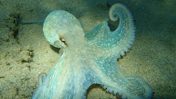 Genel ahtapot (Octopus vulgaris) avı, Ege Denizi, Yunanistan, Halkidiki