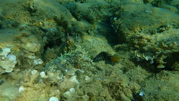 Pieuvre Commune Octopus Vulgaris Chasse Mer Égée Grèce Halkidiki — Photo