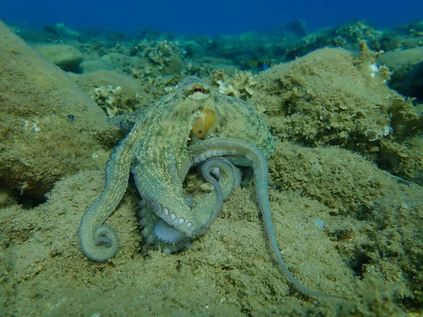 Genel ahtapot (Octopus vulgaris) avı, Ege Denizi, Yunanistan, Halkidiki