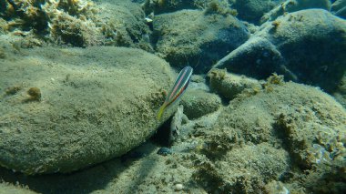 Akdeniz Gökkuşağı Burgusu (Coris julis) deniz altı, Ege Denizi, Yunanistan, Halkidiki