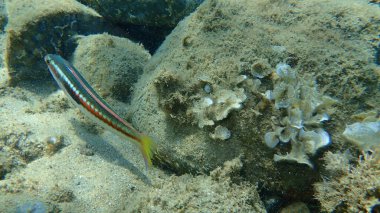 Akdeniz Gökkuşağı Burgusu (Coris julis) deniz altı, Ege Denizi, Yunanistan, Halkidiki
