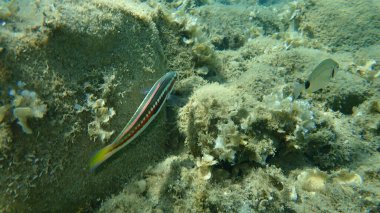 Akdeniz Gökkuşağı Burgusu (Coris julis) deniz altı, Ege Denizi, Yunanistan, Halkidiki
