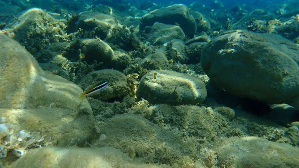 Arco Íris Mediterrânico Wrasse Coris Julis Submarino Mar Egeu Grécia — Fotografia de Stock