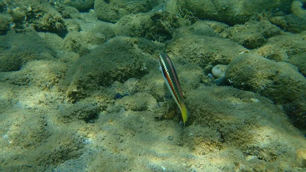 Mediterranean Rainbow Wrasse Coris Julis Undersea Aegea Sea Greece Halkidiki — Stok Foto