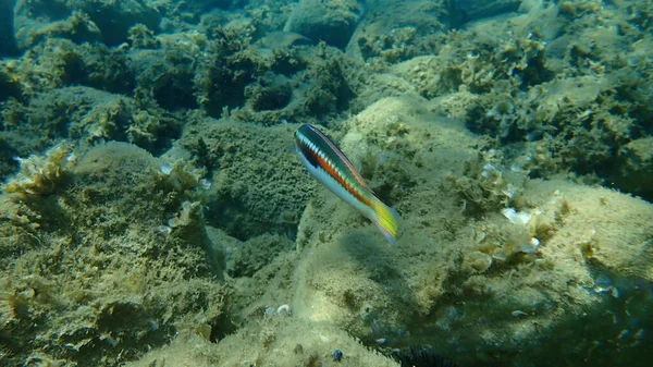 Arco Iris Mediterráneo Wrasse Coris Julis Bajo Mar Mar Egeo — Foto de Stock