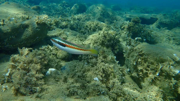 Mittelmeer Regenbogenlippfisch Coris Julis Unter Wasser Ägäis Griechenland Chalkidiki — Stockfoto