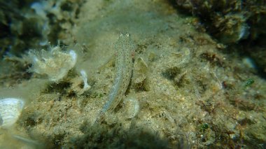 Slender goby (Gobius geniporus) denizaltı, Ege Denizi, Yunanistan, Halkidiki