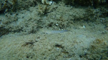 Slender goby (Gobius geniporus) denizaltı, Ege Denizi, Yunanistan, Halkidiki