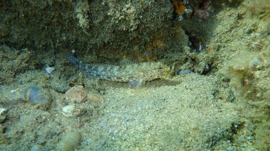 Slender goby (Gobius geniporus) denizaltı, Ege Denizi, Yunanistan, Halkidiki