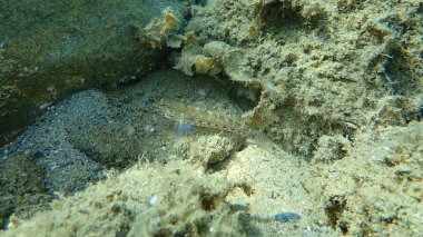 Slender goby (Gobius geniporus) denizaltı, Ege Denizi, Yunanistan, Halkidiki