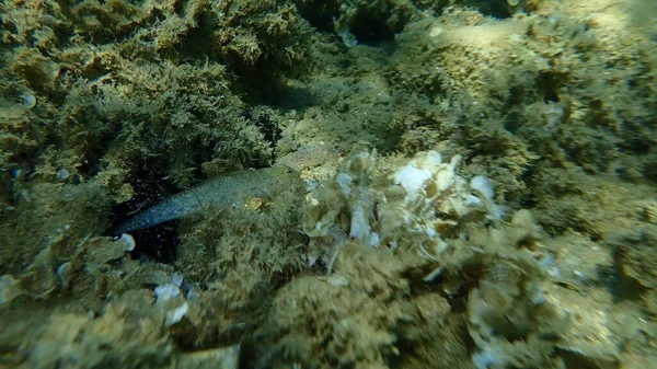 Slender Goby Gobius Geniporus Submarino Mar Egeu Grécia Halkidiki — Fotografia de Stock