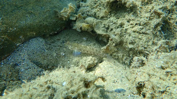 Slender Goby Gobius Geniporus Undersea Aegean Sea Greece Halkidiki — Stock Photo, Image