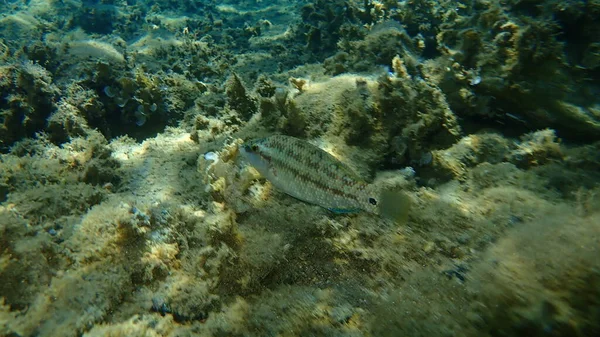 Påfågelvägen Symphodus Tinca Östra Atlanten Egeiska Havet Grekland Halkidiki — Stockfoto