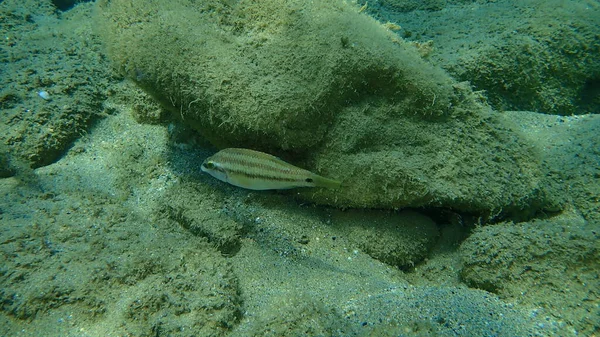 Kelet Atlanti Páva Wrasse Symphodus Tinca Tenger Alatt Égei Tenger — Stock Fotó