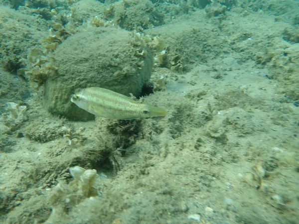 Doğu Atlantik Tavus Kuşu Wrasse Symphodus Tinca Denizaltı Ege Denizi — Stok fotoğraf