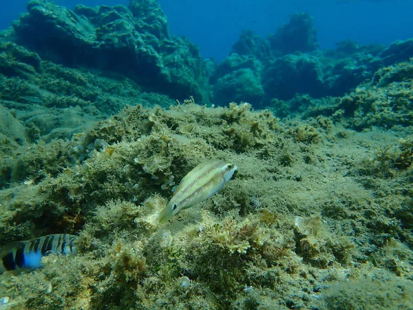 Pfauenlippfisch Symphodus Tinca Unter Wasser Ägäis Griechenland Chalkidiki — Stockfoto