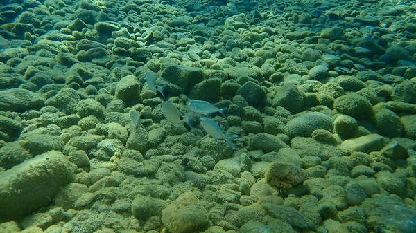 Pompano Trachinotus Derbio Silverfish Και Sargo Λευκό Θαλασσινό Βυθό Diplodus — Φωτογραφία Αρχείου