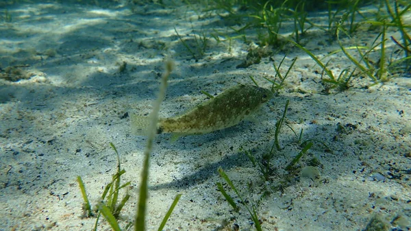 Wrasse Cinzento Symphodus Cinereus Submarino Mar Egeu Grécia Halkidiki — Fotografia de Stock