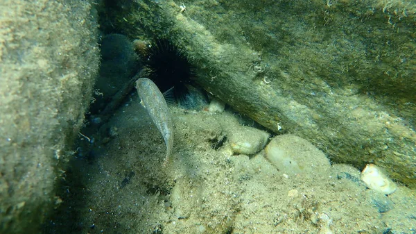 Grey Wrasse Symphodus Cinereus Undersea Aegean Sea Greece Halkidiki — Stock Photo, Image