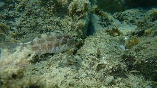 Grey Wrasse Symphodus Cinereus Undersea Aegean Sea Greece Halkidiki — Stock fotografie