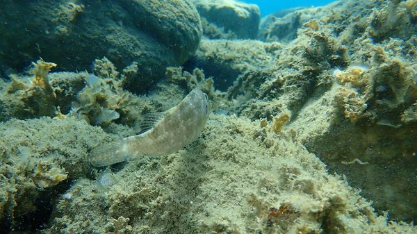 Graulippfisch Symphodus Cinereus Unter Wasser Ägäis Griechenland Chalkidiki — Stockfoto