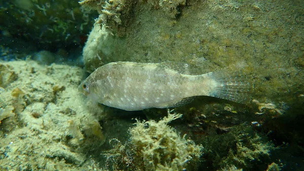 Graulippfisch Symphodus Cinereus Unter Wasser Ägäis Griechenland Chalkidiki — Stockfoto