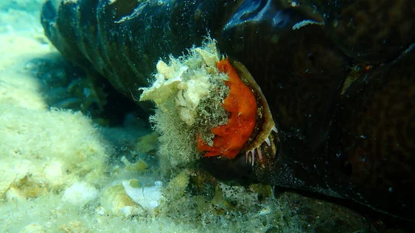 カキのスポンジまたはオレンジ色の赤色の皮をむいたスポンジ Crambe Crambe で覆われたヨーロッパのとげのあるカキ Spondylus Gaederopus エーゲ海 ギリシャ ハルキディキ — ストック写真