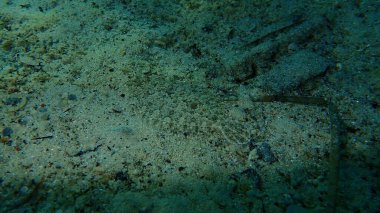 Geniş gözlü dil balığı (Bothus podas) denizaltı, Ege Denizi, Yunanistan, Halkidiki