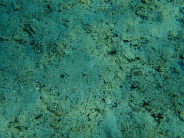 Geniş gözlü dil balığı (Bothus podas) denizaltı, Ege Denizi, Yunanistan, Halkidiki