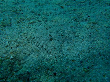 Geniş gözlü dil balığı (Bothus podas) denizaltı, Ege Denizi, Yunanistan, Halkidiki