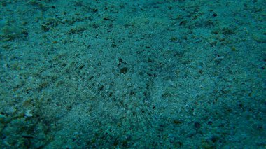 Geniş gözlü dil balığı (Bothus podas) denizaltı, Ege Denizi, Yunanistan, Halkidiki