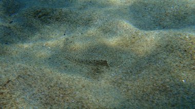 Geniş gözlü dil balığı (Bothus podas) denizaltı, Ege Denizi, Yunanistan, Halkidiki