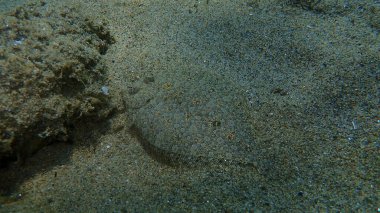 Geniş gözlü dil balığı (Bothus podas) denizaltı, Ege Denizi, Yunanistan, Halkidiki