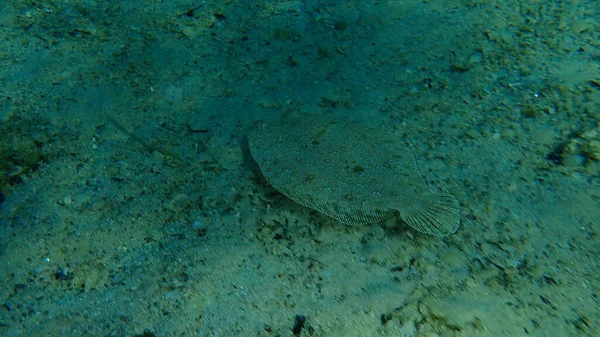 Großäugige Flunder Bothus Podas Unter Wasser Ägäis Griechenland Chalkidiki — Stockfoto