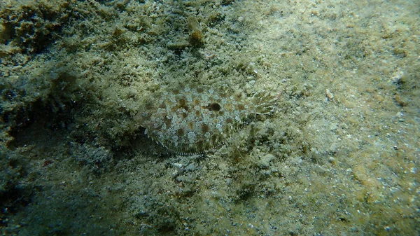 Wide Eyed Flounder Bothus Podas Undersea Aegean Sea Greece Halkidiki — Stock Photo, Image