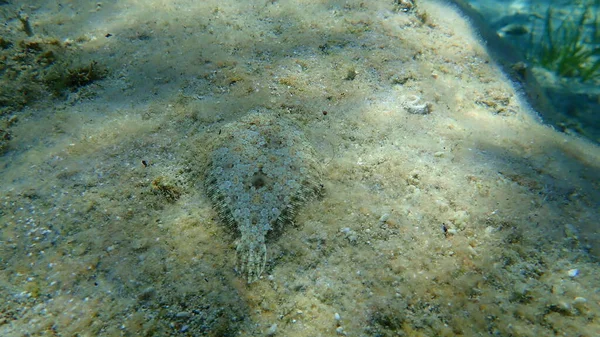 Wide Eyes Flounder Bothus Podas Undersea Eegean Sea Greece Halkidiki — стокове фото