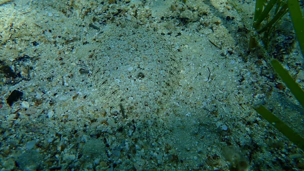 Lenguado Ojos Anchos Bothus Podas Bajo Mar Mar Egeo Grecia — Foto de Stock