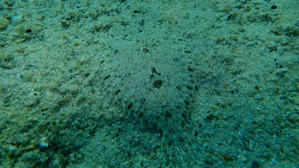 Wide Eyed Flounder Bothus Podas Undersea Aegean Sea Greece Halkidiki — Stock Photo, Image